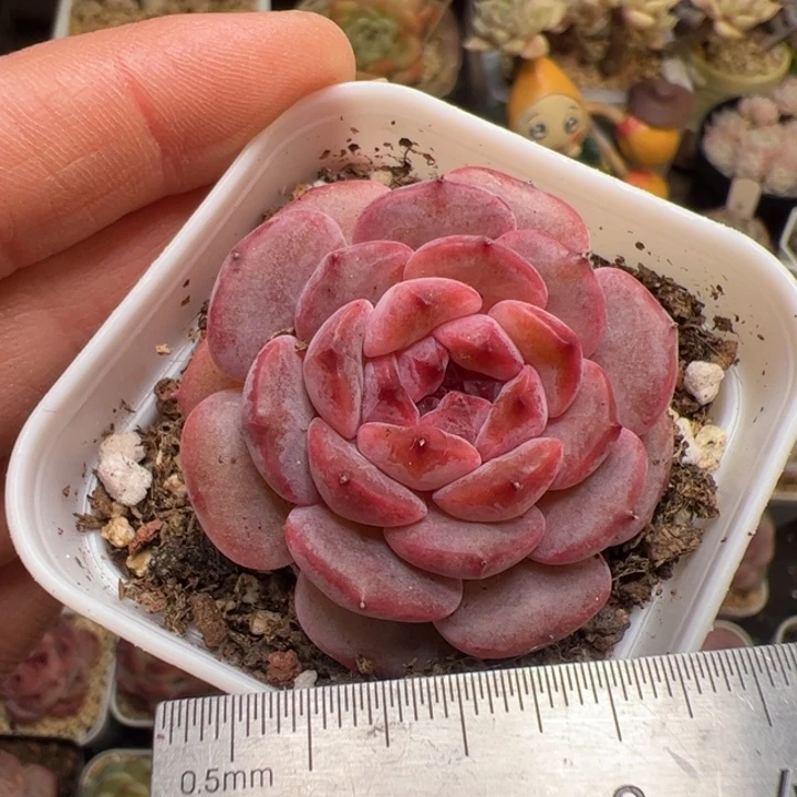 797 多肉植物组合盆栽