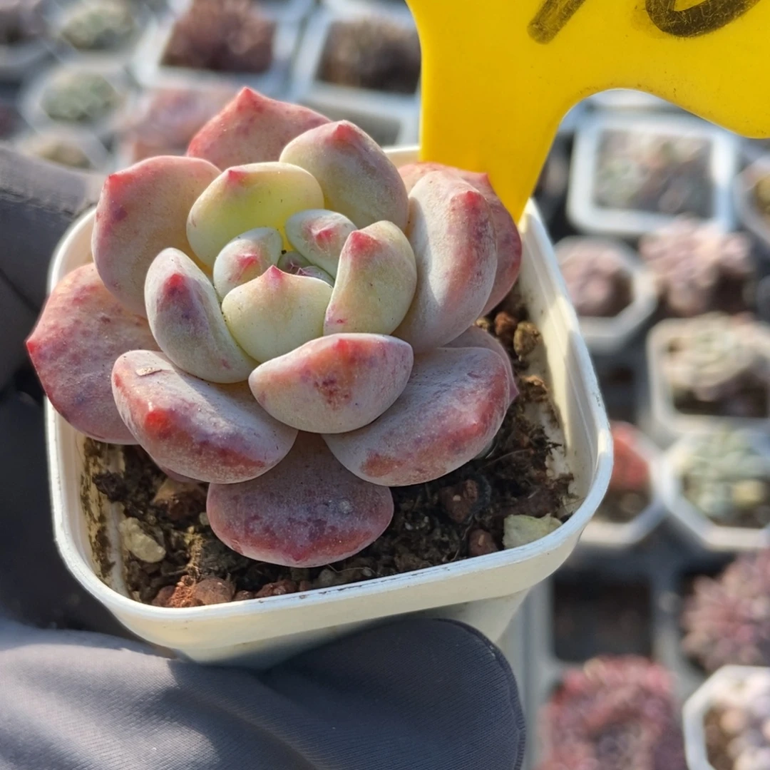 2096雪天使多肉植物