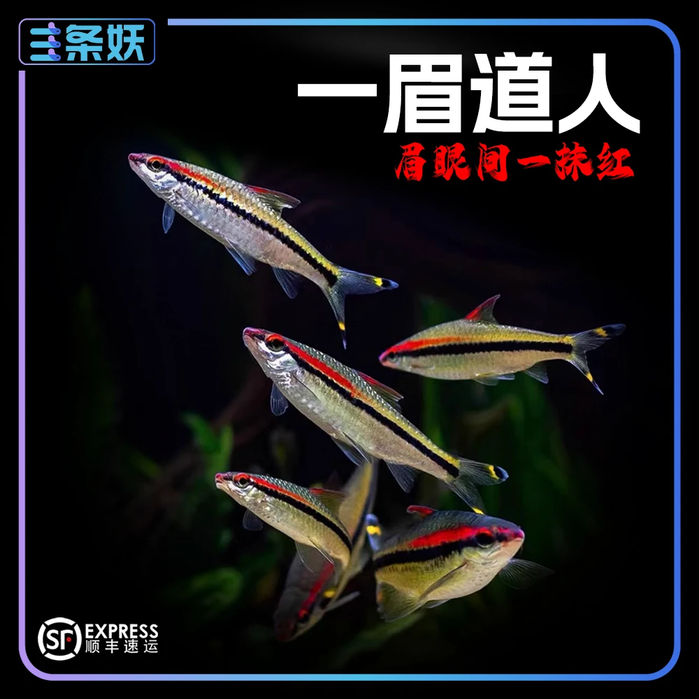 已经发色红眉一眉道人热带观赏鱼群游适合草缸淡水养殖
