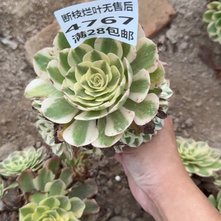 4767二号棚荔枝多肉G