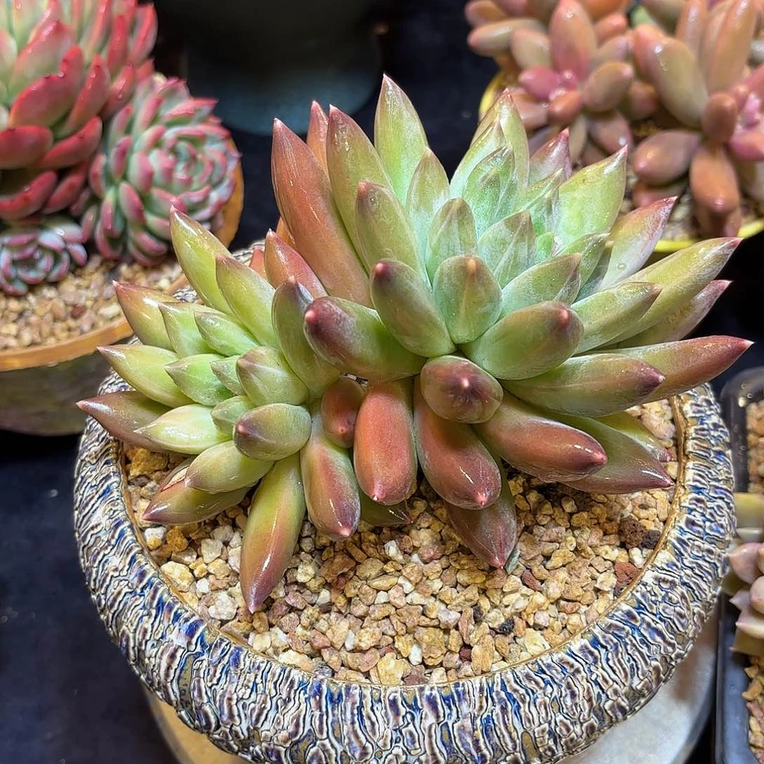 多肉植物脱土包邮
