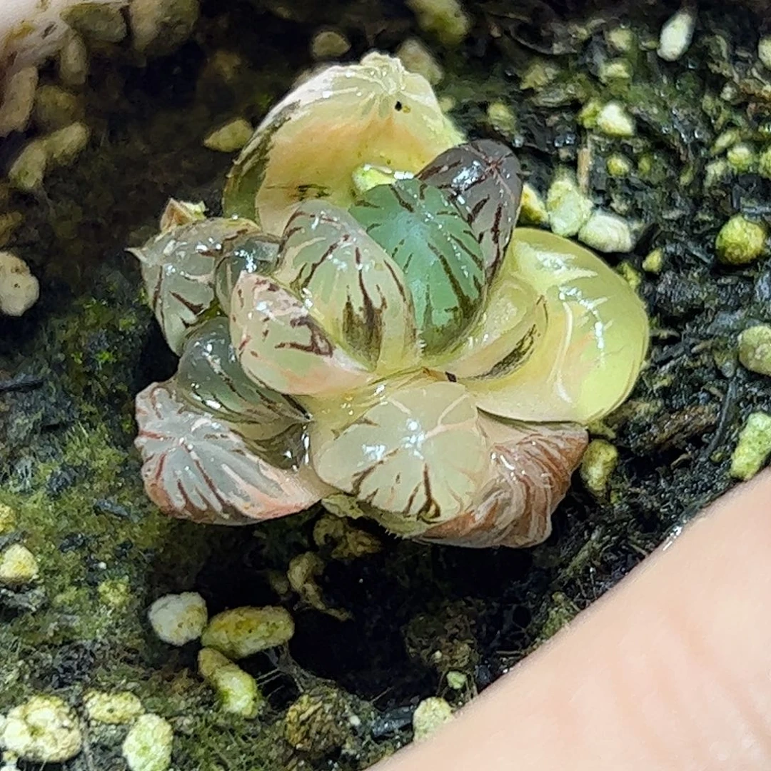 红红火火恍恍惚惚