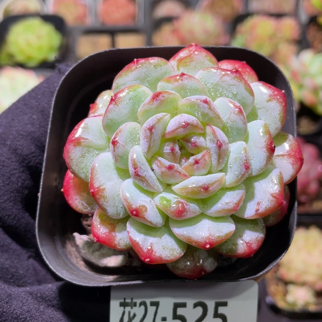 花利美27-525雪颜玉