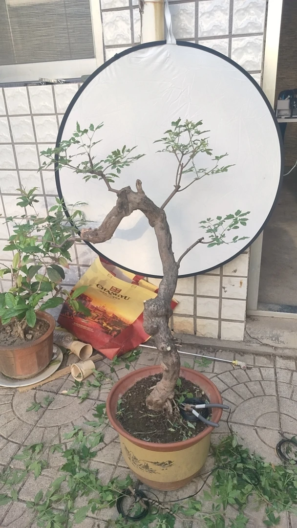 黄荆游龙老桩熟桩