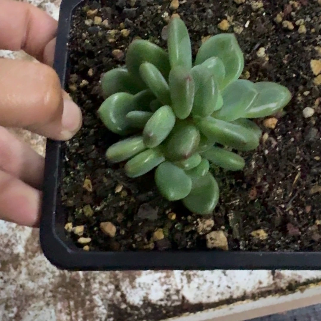 橘落 3头 一物一拍