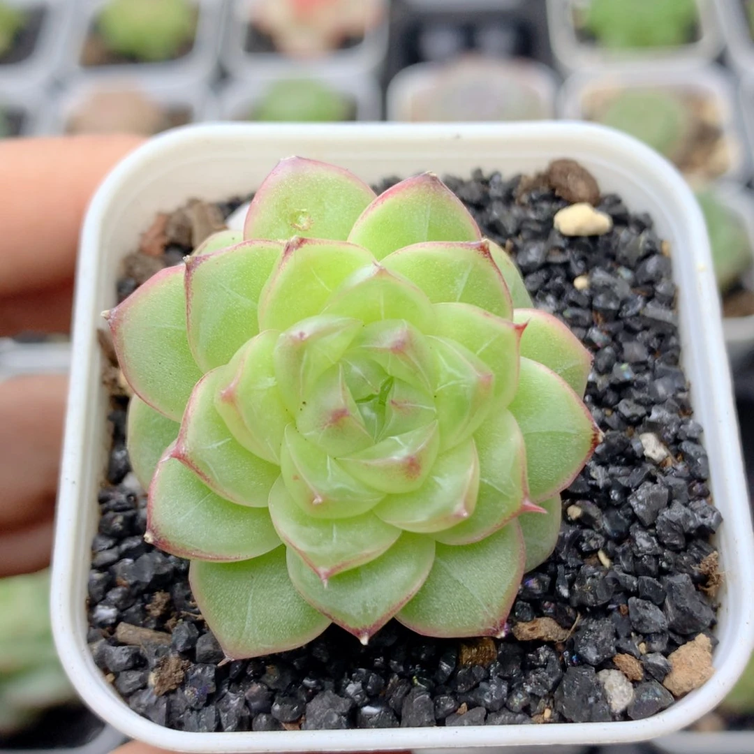58包邮  群生不包整86