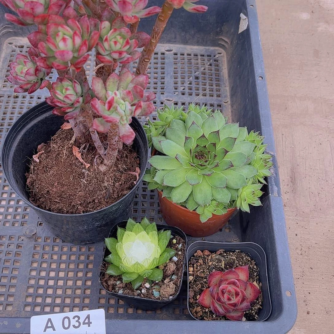 多肉034多肉植物