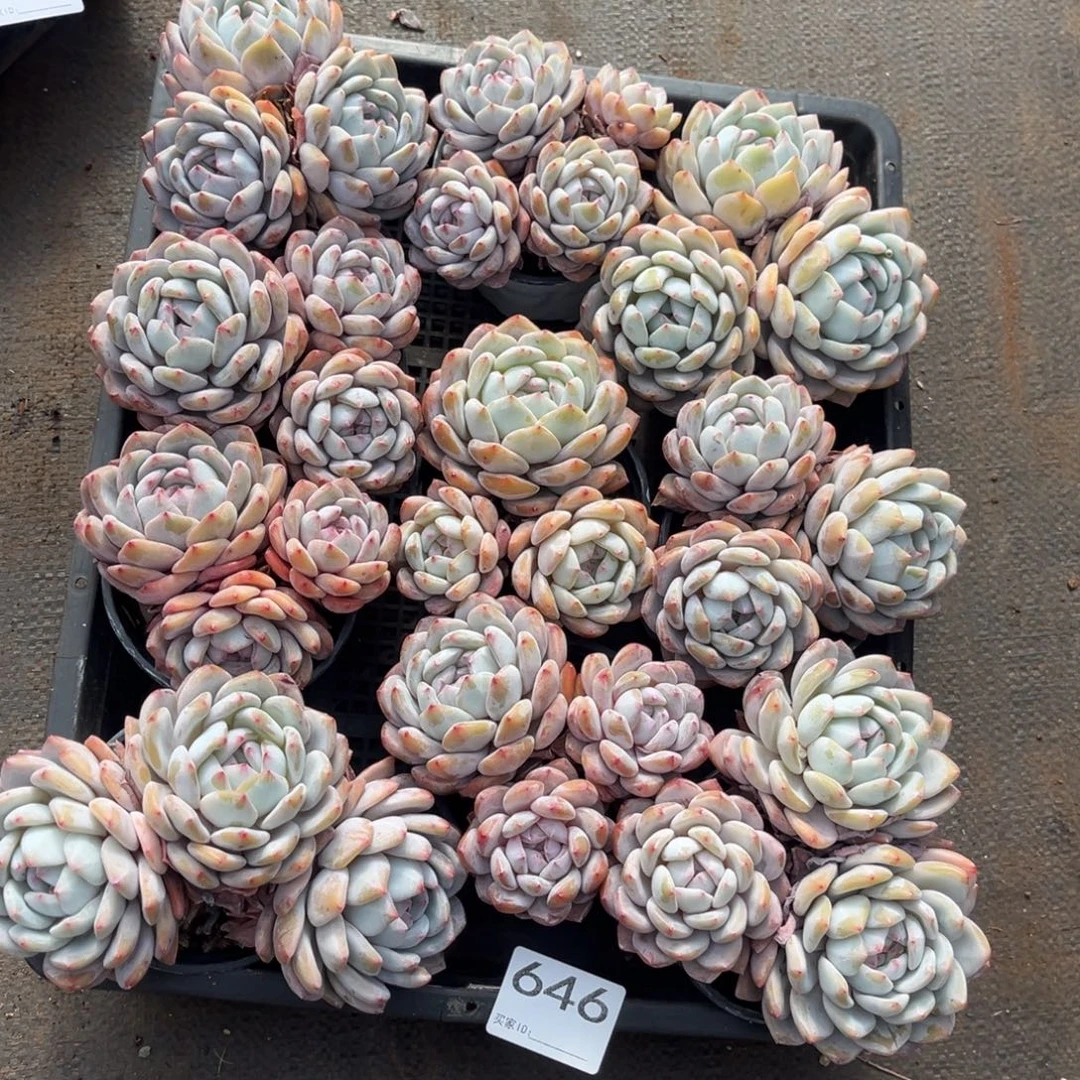 禁***婷646号新疆西藏内蒙古不包邮的