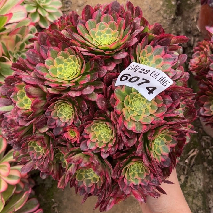 6074朝霞多肉植物