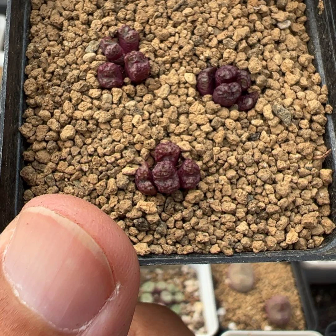 21-290肉锥多肉植物，