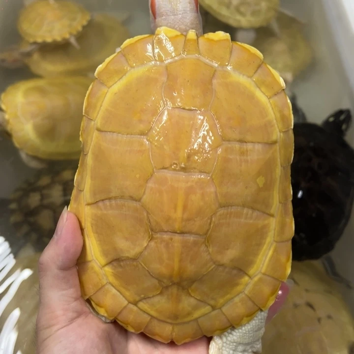 母绿毛龟18厘米白巴母，送一个小龟
