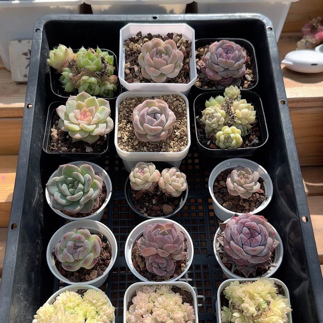 框拍框拍0417-48