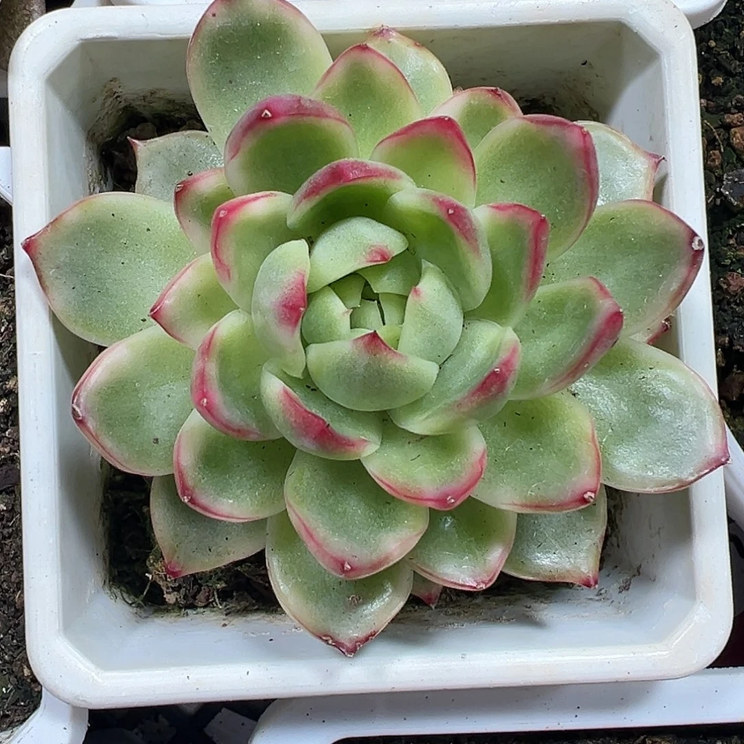 珍妮锦多肉植物锦