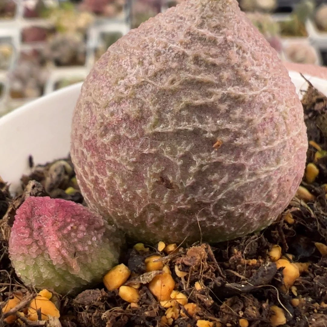 粉核桃水泡多肉植物水泡