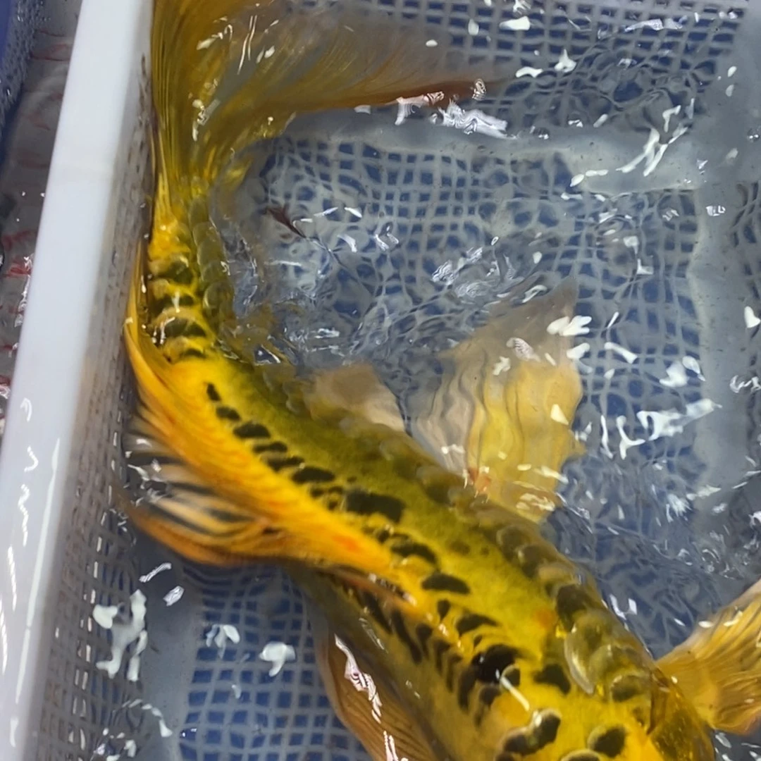 锦鲤冷水锦鲤包邮