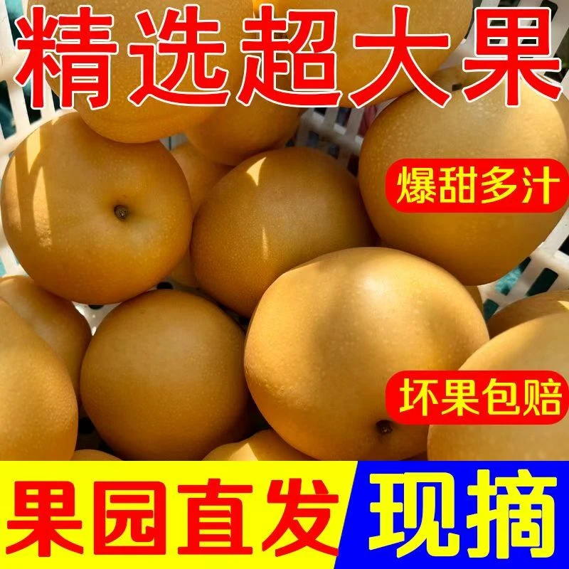 梨子新秋月梨特级原产地发货正宗秋月梨产地新鲜爽口脆甜多汁大果