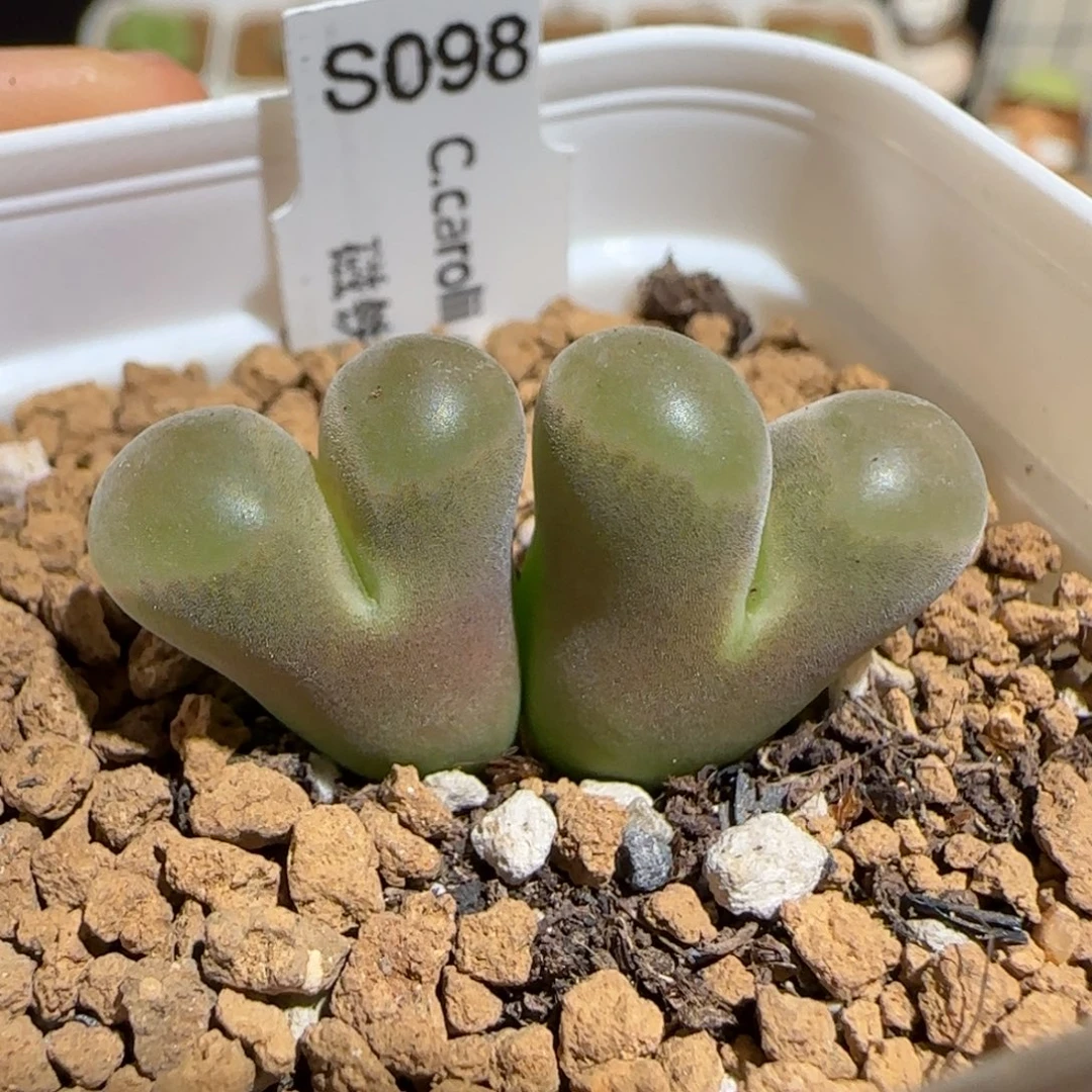 肉锥多肉植物好看-磁铁1671