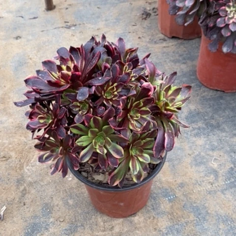 欧嘉莉12多肉植物法师