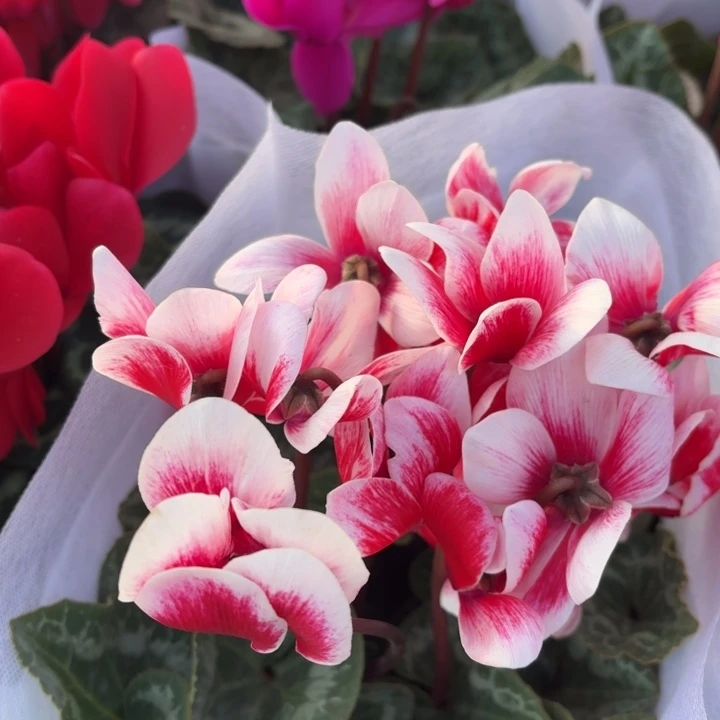 全部花苞1.5加仑红白仙客来