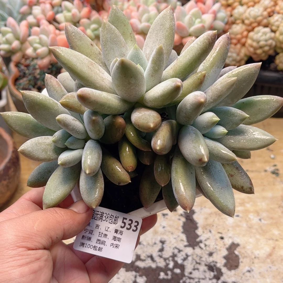 533哥特萝莉德华多肉