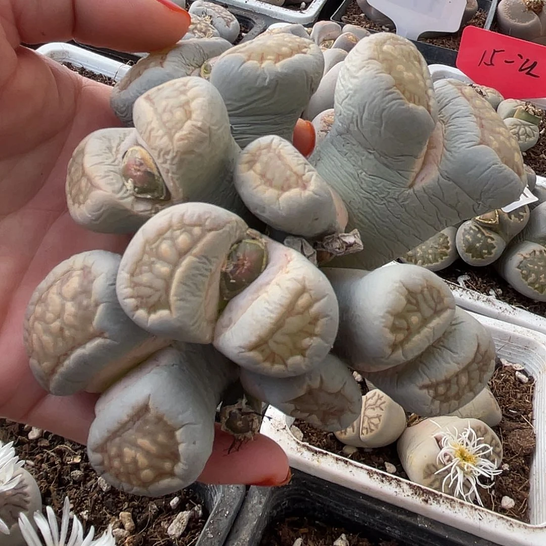 生石花一颗8头184