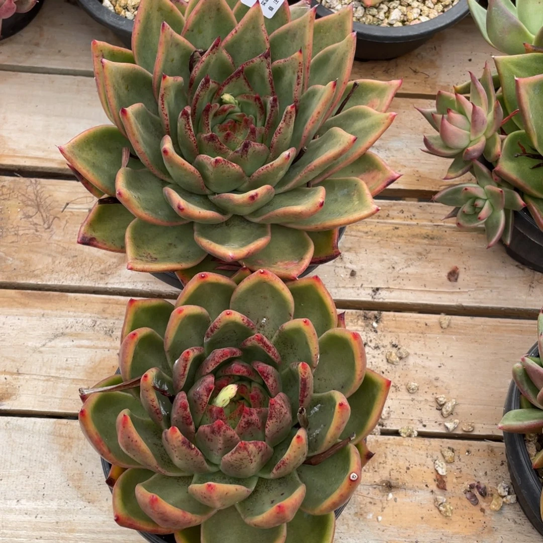 无花朵若如东云组拍E726