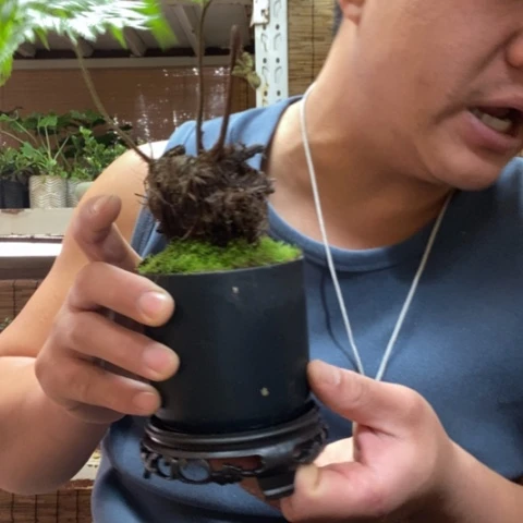 红陶一物一拍所见即所得58