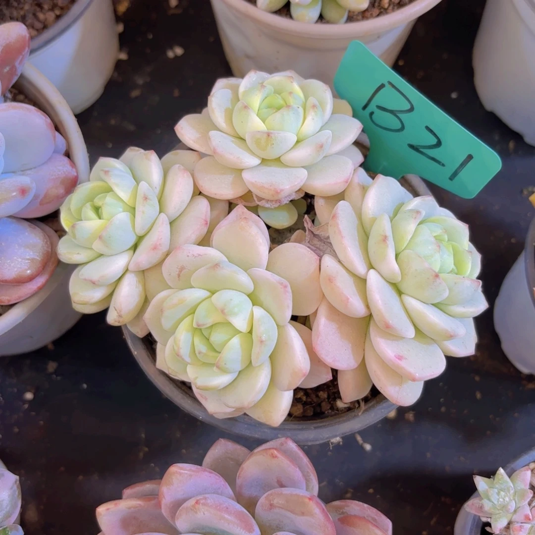 我***鱼云南金致家精品多肉