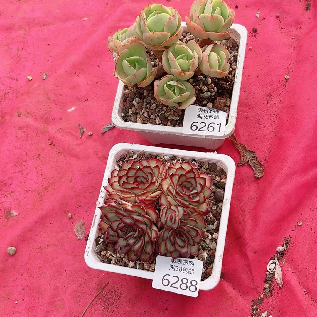 多肉一物一拍6261.6288