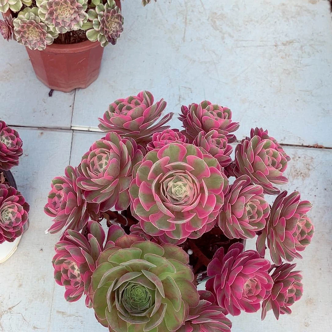 法师多肉植物胭脂雪