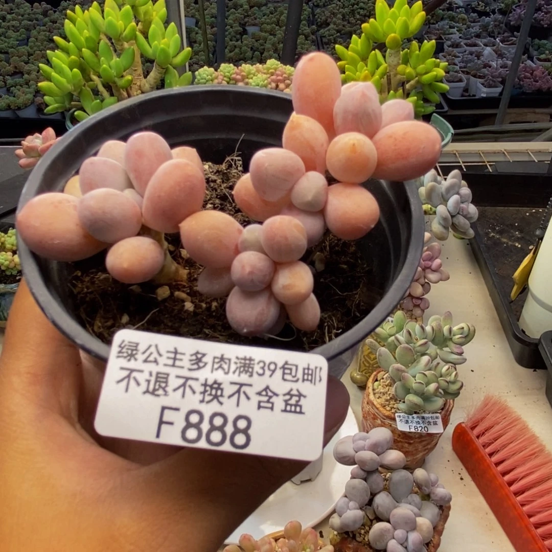 88香水手指奶多肉6c m