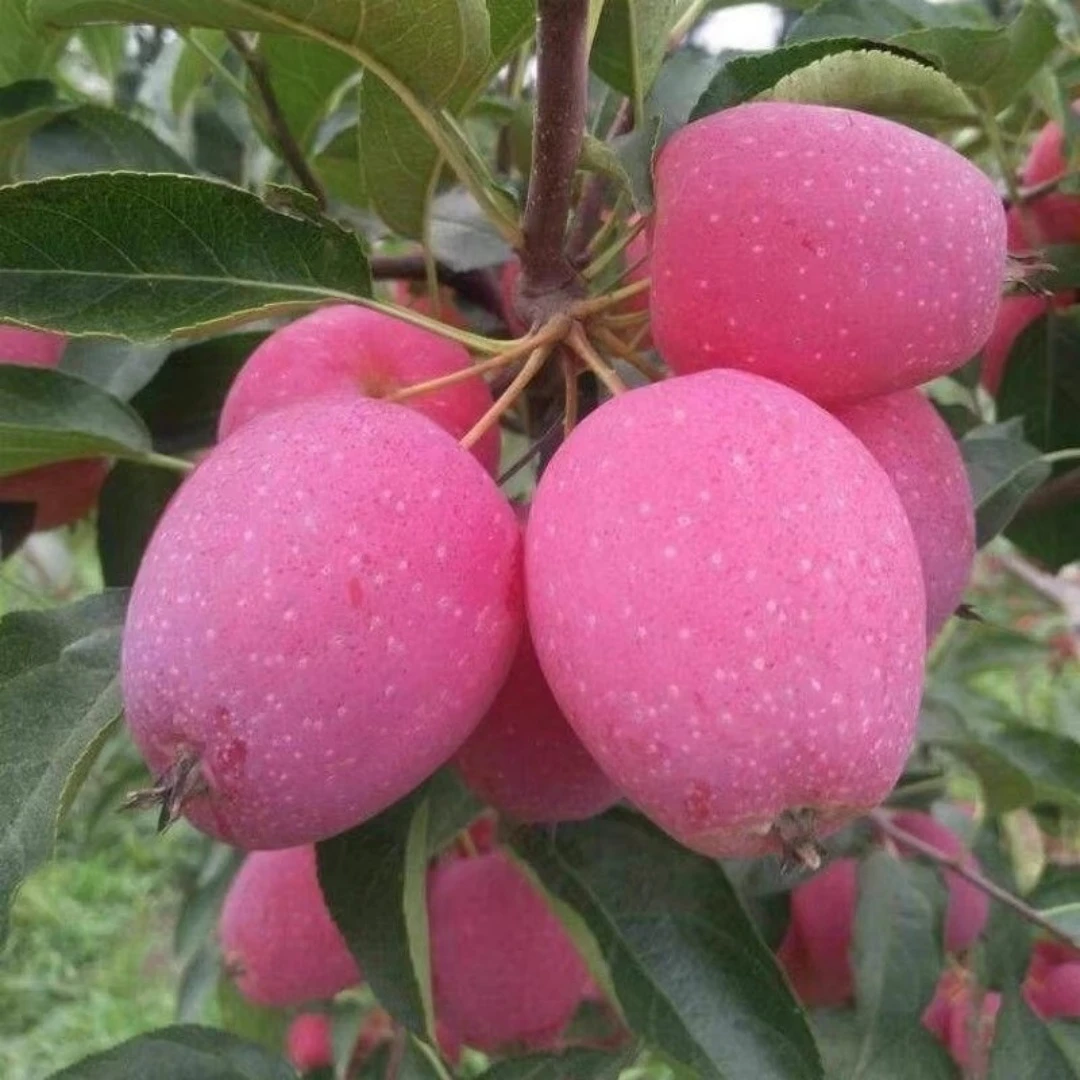 嫁接小苹果树活苗鸡心海棠果树苗地栽盆栽南北方种植水果树果苗