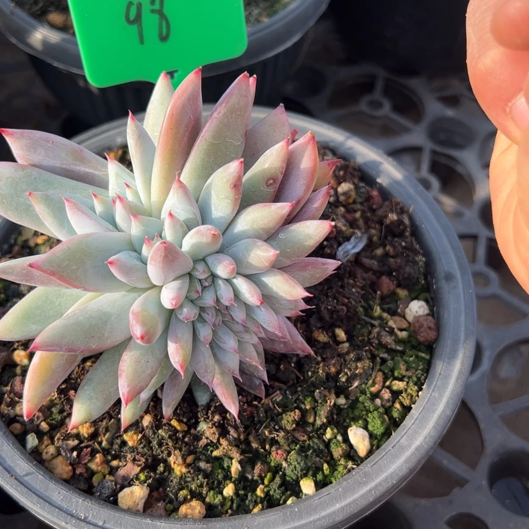 深***明98号卡系缀多肉植物25