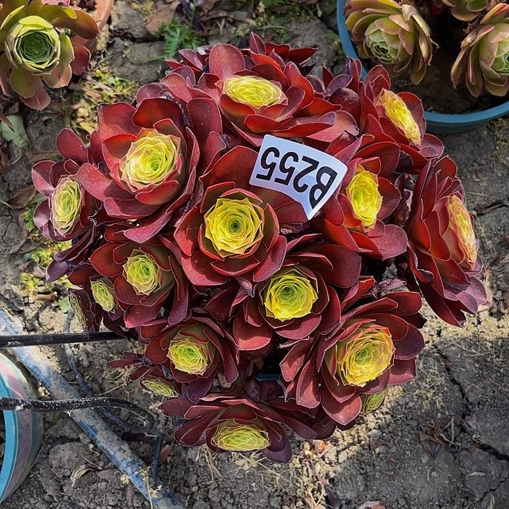 魅金法师14–4包邮