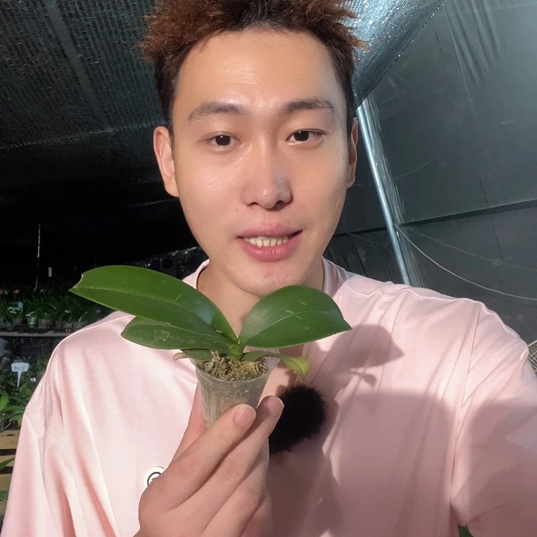 无花朵大五读娃娃
