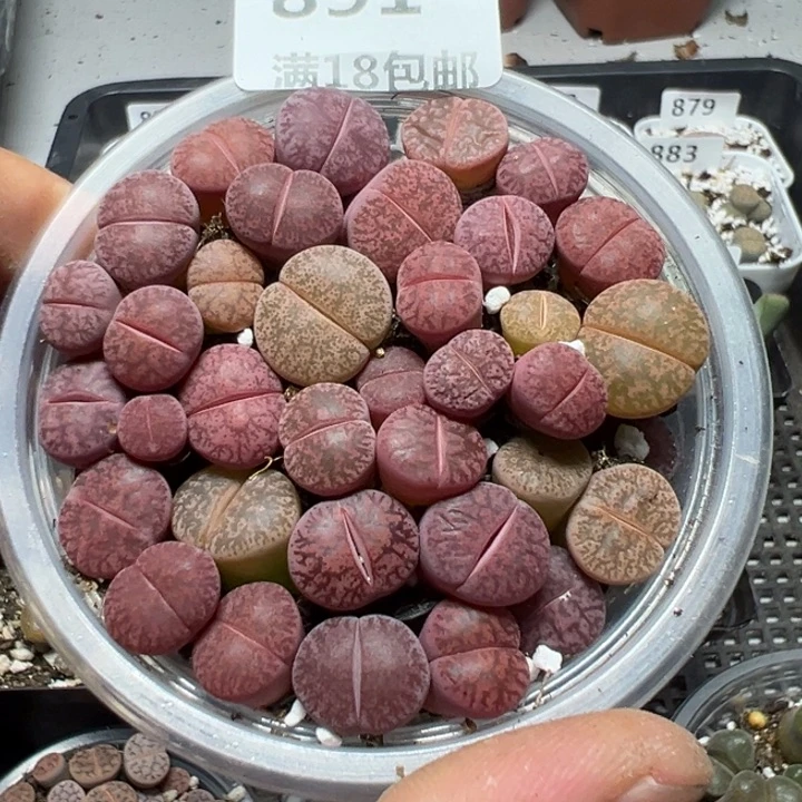 【闪购商品】 891。