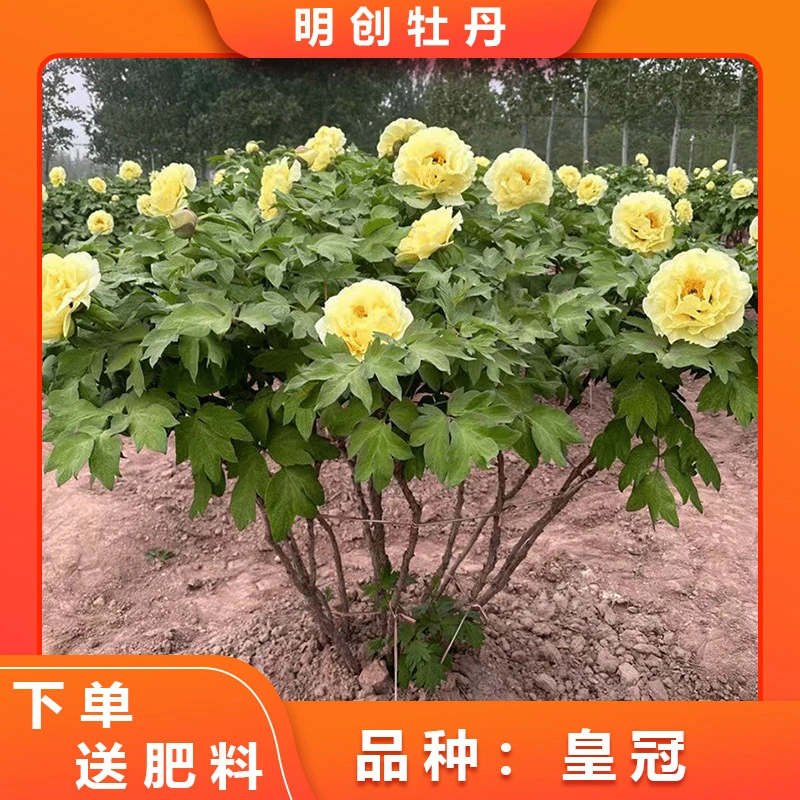【皇冠丛生老桩】黄色大花柠檬香味重瓣大花牡丹带土球