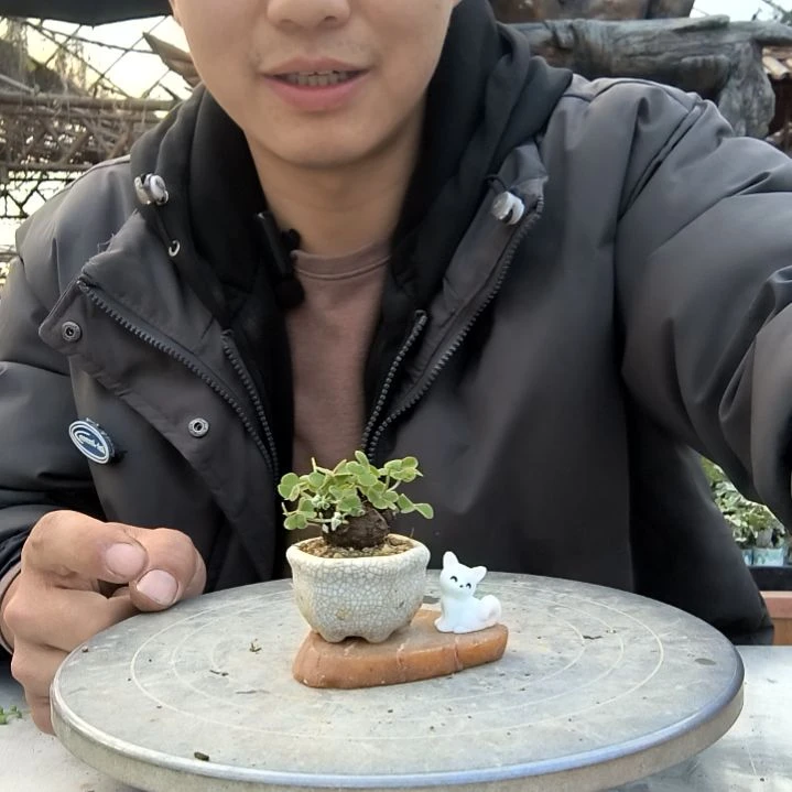 柠**夏小盆景小植物一物一拍259