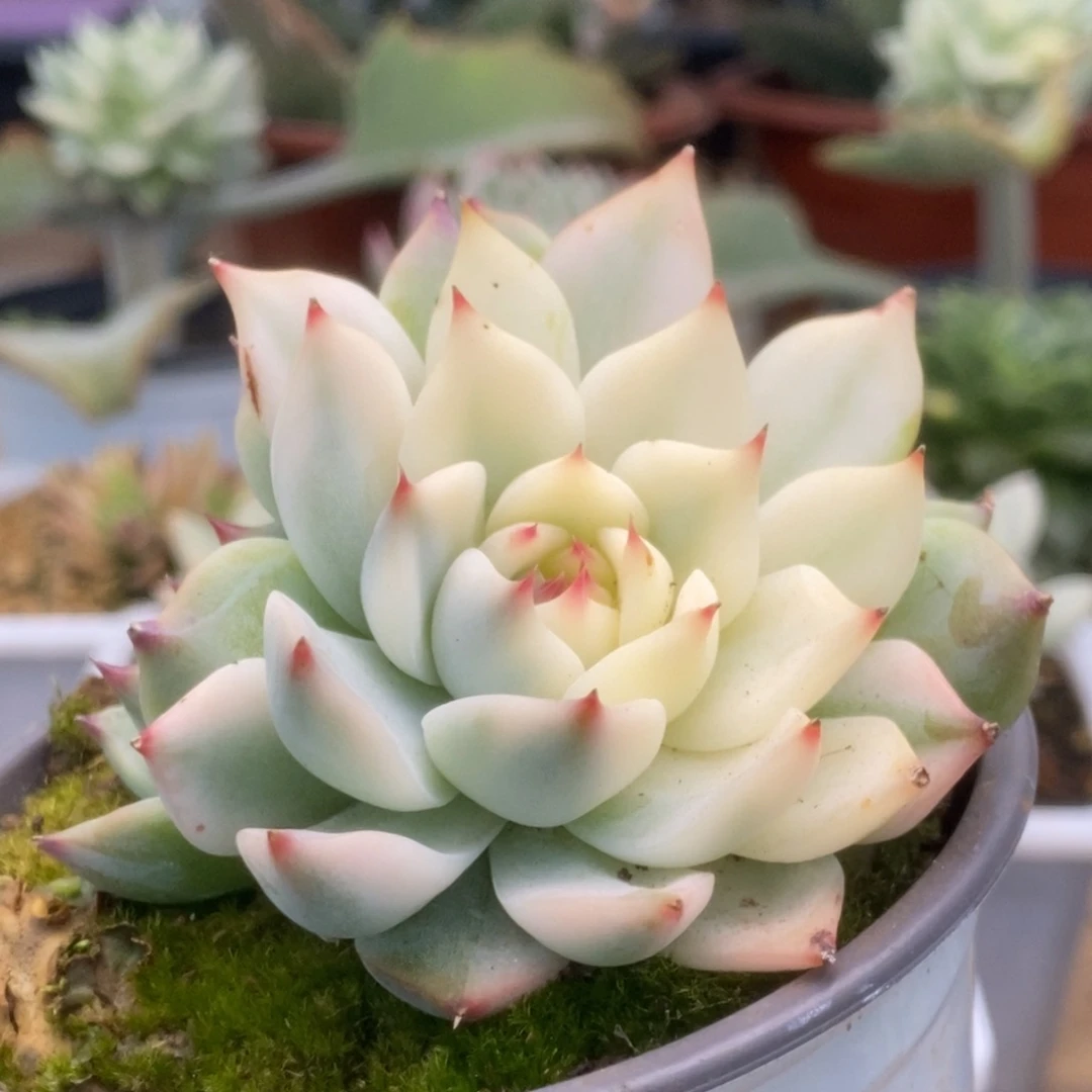 422锦锦锦锦锦锦锦锦