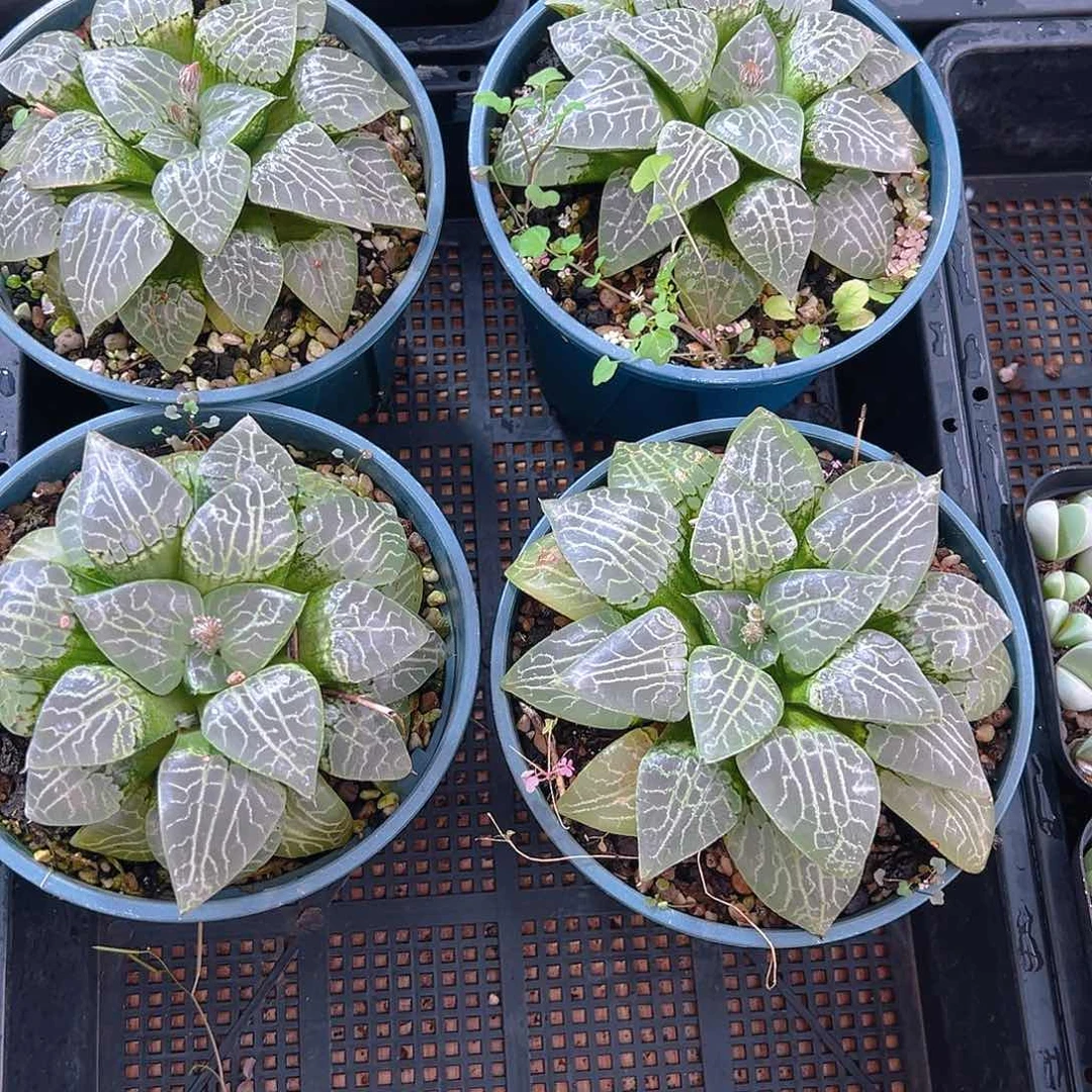 加仑盆康平玉露多肉多肉一颗