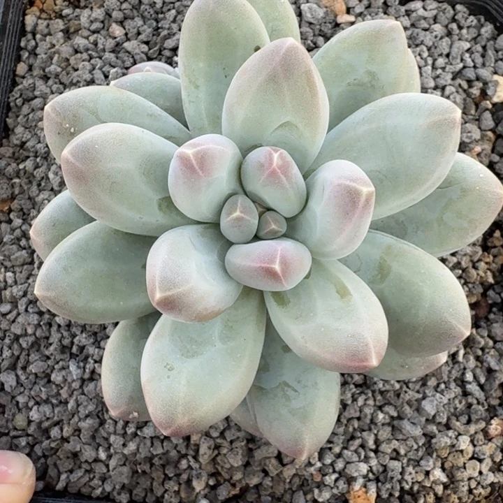 维珍美人 单头 一物一拍