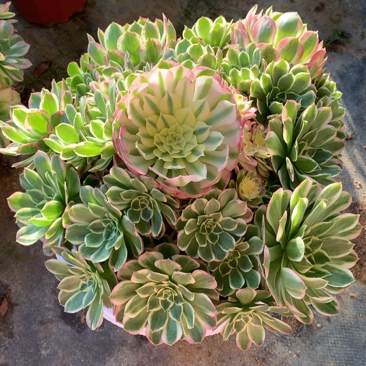 女***氓不包损58号海王老桩