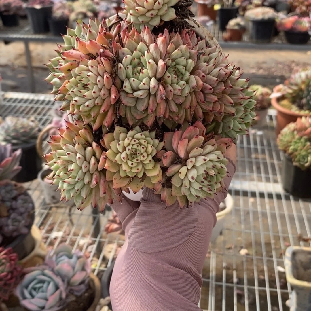 6401黑爪缀化一物一拍