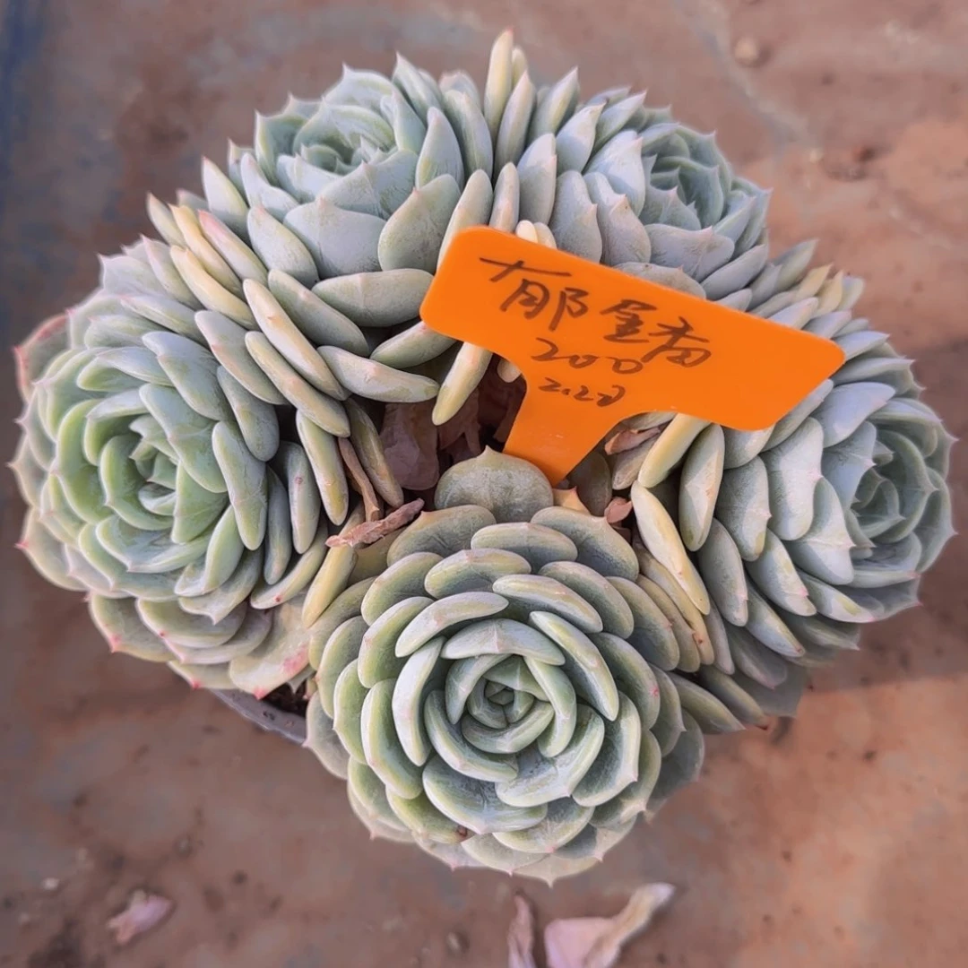 多肉植物劳林郁金香