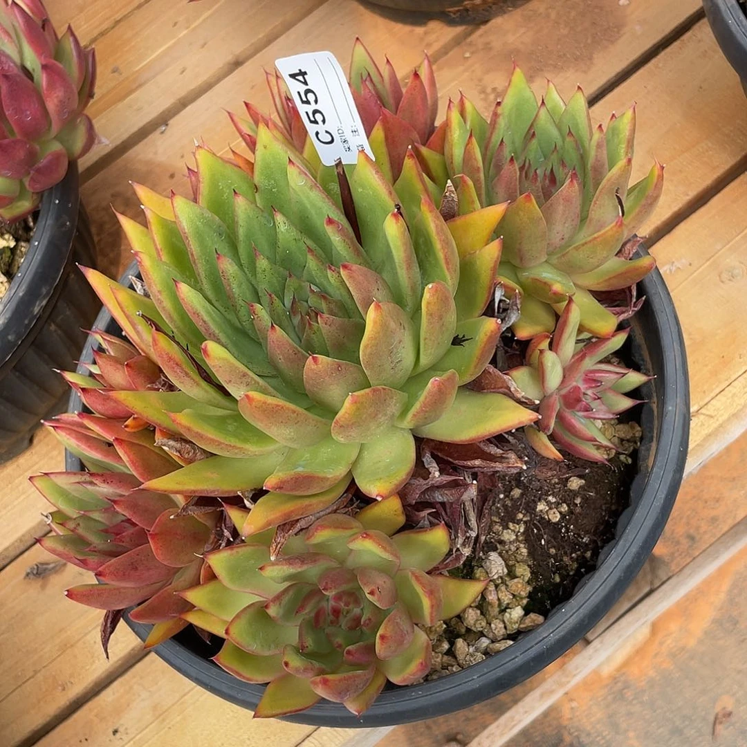 若如东云单排C554