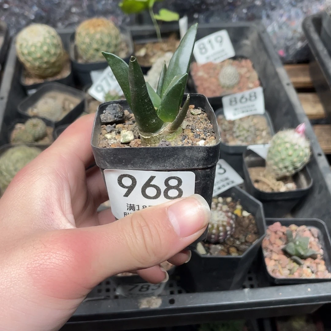 968岩牡丹（满18包邮）