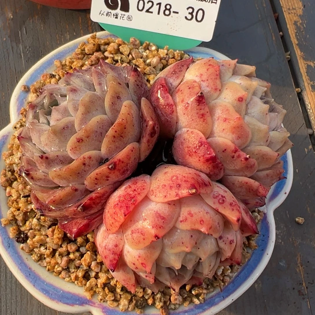 从前慢多肉精选编号0218.30