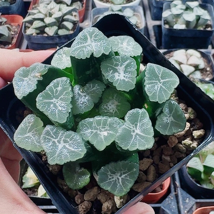 往***！无花朵十二卷实生寿福利