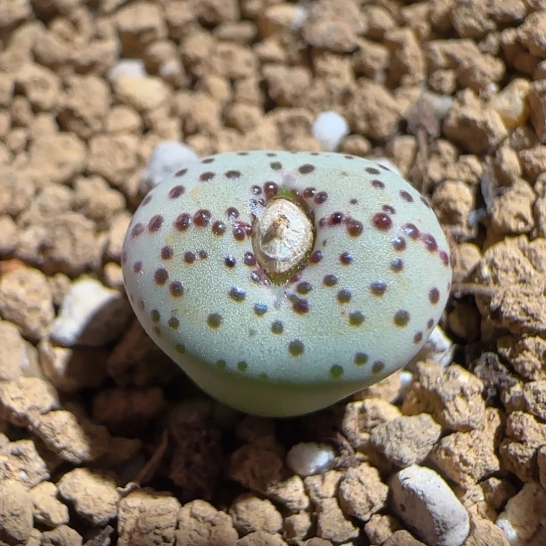 肉锥多肉植物百科-火龙果1152