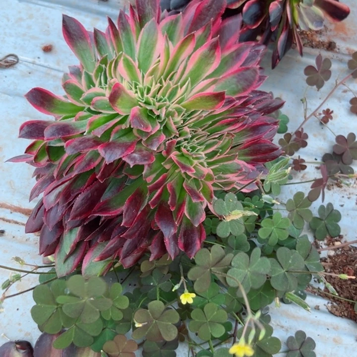 女神缀3365多肉植物